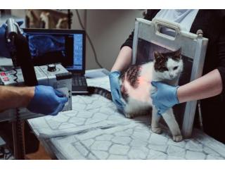 Trusted Cat X-Rays in Richmond BC for Accurate Diagnosis