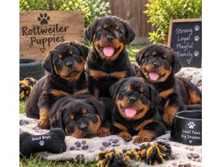 Rottweiler Puppies for Sale in Chennai