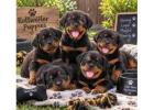 Rottweiler Puppies for Sale in Chennai