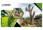 Signs that a tree needs to be cut down—Harris Brothers