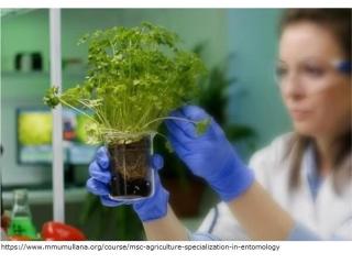 m sc agriculture entomology