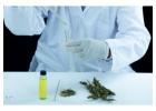 Which Weed Dispensaries Near Me Offer Quality Products?