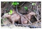 Explore Tambopata Jungle Tour 2 Days with Tree House Inn