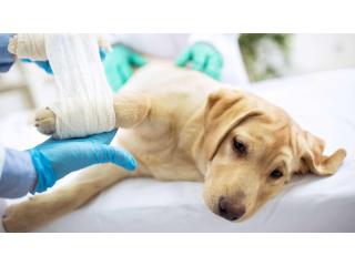 Pet Surgery Hospital Skilled Care for a Safer Recovery