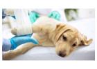 Pet Surgery Hospital Skilled Care for a Safer Recovery