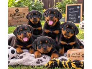 Rottweiler Puppies for Sale in Kolkata