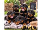 Rottweiler Puppies for Sale in Kolkata