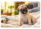 Pug Puppies for Sale in Jaipur