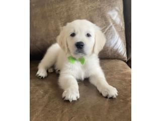 Cream Golden Retriever Puppies Nashville: Find Your Family’s New Best Friend