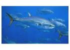 Florida Gulf Grouper Season Guide for Anglers