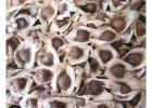 Moringa Oleifera Seeds Uses for Farming and Natural Cultivation