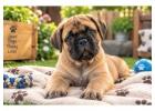 Bullmastiff Puppies for Sale in Pune