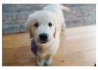 Golden Retriever Puppies Indiana - Family-Raised Golden Retrievers