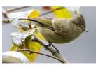Birding in Corbett