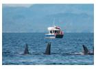 Tofino Boat Tours & Wildlife Adventures | Whale Safaris
