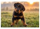 Rottweiler Puppies for Sale in Ahmedabad