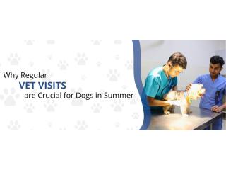 Dog Vet Near Me | CGS Hospital