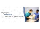 Dog Vet Near Me | CGS Hospital