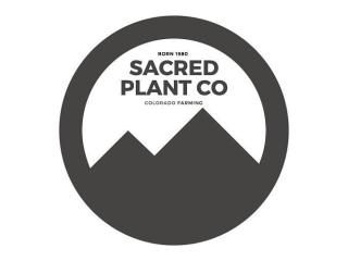 Black Walnut Seeds for Planting: Grow Strong Trees from Seed