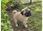 Pug Puppies for Sale in Noida