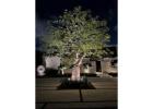 LED landscape lighting Coral Gables