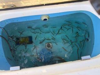 Advanced Live Bait Care Solutions for Cleaner, Healthier Livewells