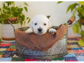 English Golden Retriever Puppies for Your Forever Home