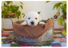 English Golden Retriever Puppies for Your Forever Home