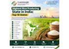 Highest Rice Producing State in India: Top 10 States 