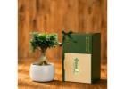 Premium Plant Gifts for Memorable Corporate Moments