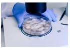 Streamline Sample Cleanup With Protein Ag Magnetic Beads