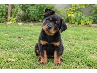 Rottweiler Puppies for Sale in Pune