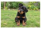 Rottweiler Puppies for Sale in Pune