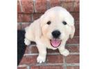 Golden Retriever Puppies for Sale Near Tennessee - Loving English Cream Goldens