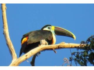 Manu National Park Tour 4 Days – All-Inclusive Amazon Rainforest Treehouse Experience