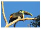 Manu National Park Tour 4 Days – All-Inclusive Amazon Rainforest Treehouse Experience