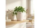 Large Outdoor Planters for Statement Greenery