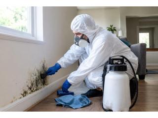 Essential Steps for Effective Home Mold Remediation