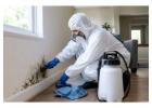 Essential Steps for Effective Home Mold Remediation