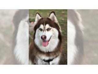 Grooming for Dogs: What Should Your Pet’s Regular Routine Include?