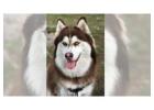 Grooming for Dogs: What Should Your Pet’s Regular Routine Include?