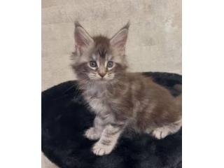 Maine Coon Kittens For Sale: Discover Beautiful Maine Coon Cats