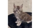 Maine Coon Kittens For Sale: Discover Beautiful Maine Coon Cats