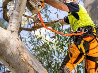Tree removal service murray bridge
