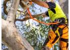 Tree removal service murray bridge