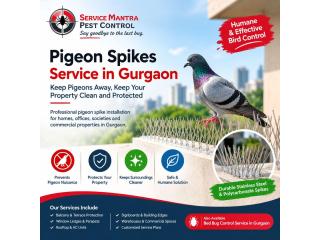 Pigeon Spikes Service in Gurgaon for Effective Bird Control