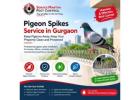 Pigeon Spikes Service in Gurgaon for Effective Bird Control