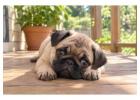 Pug Puppies for Sale in Chennai