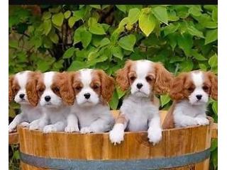 Cavalier Spaniel Puppies: Care, Training and Buying Guide