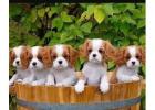 Cavalier Spaniel Puppies: Care, Training and Buying Guide